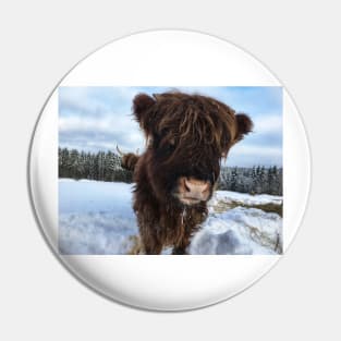 Scottish Highland Cattle Calf 1675 Pin