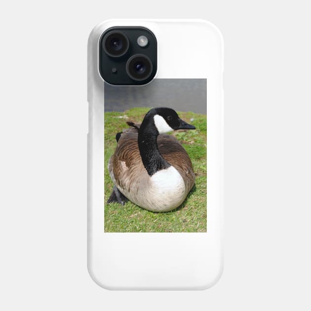 Canada Goose Canadian Geese Wild Bird Phone Case by AndyEvansPhotos