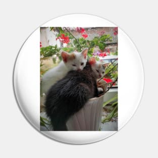 3 cats in a flower pot Pin