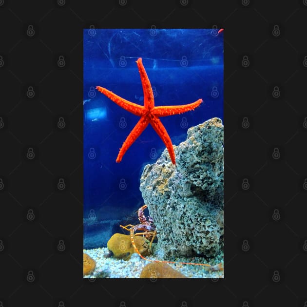 Patrick the starfish in real life! by TMaikousis