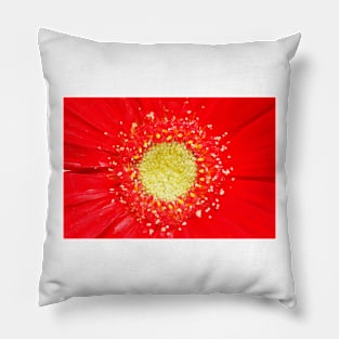 Gerbera  Garvinea Rachel = 'Garrachel'  Garvinea Series Pillow