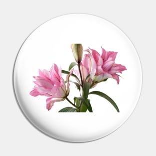 Lilium  Roselily Isabella  Double Oriental hybrid Lily Pin