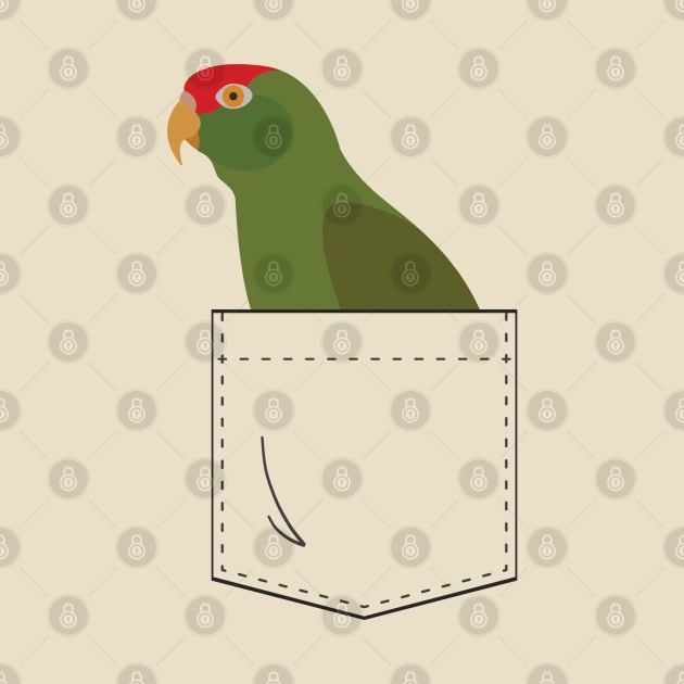 Cherry Head Conure Parrot In Your Front Pocket by einsteinparrot