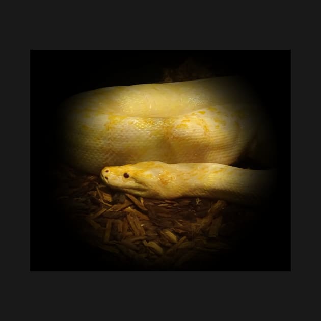 Albino python by Guardi