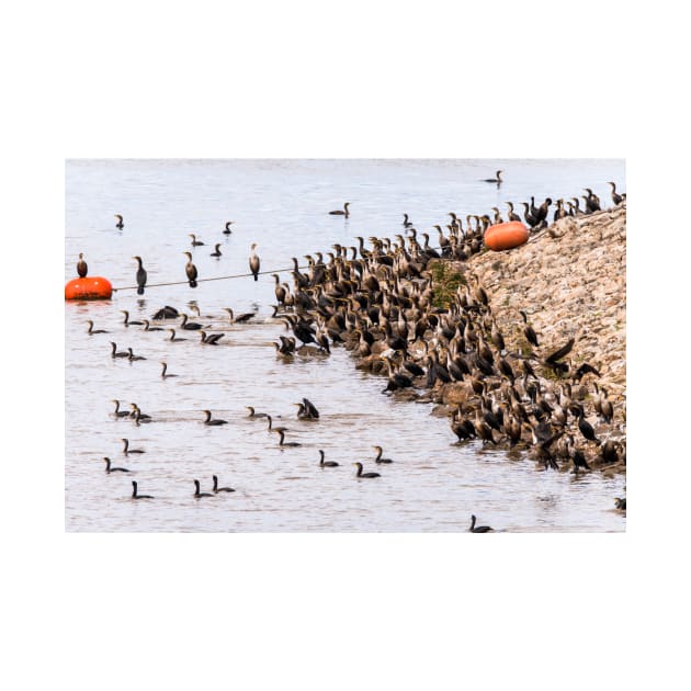 Large Gathering of Cormorants by Debra Martz by Debra Martz