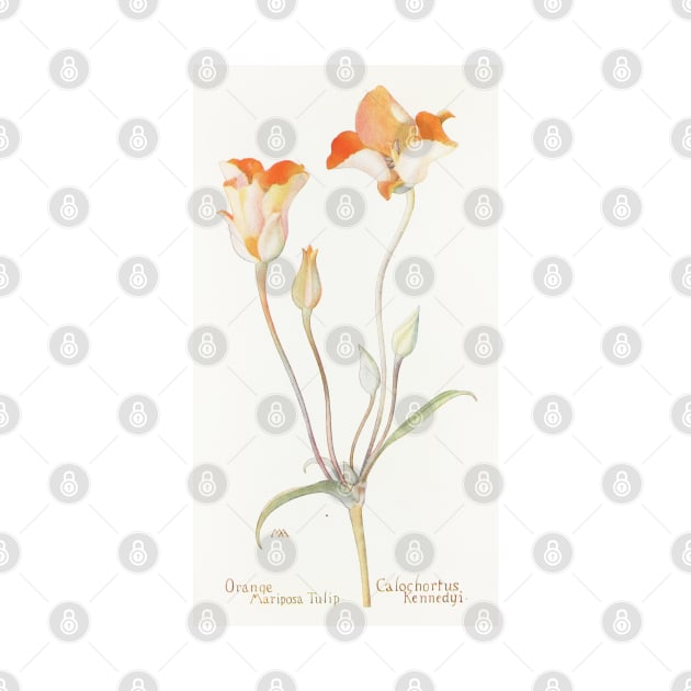 Desert mariposa lily - Botanical Illustration by chimakingthings