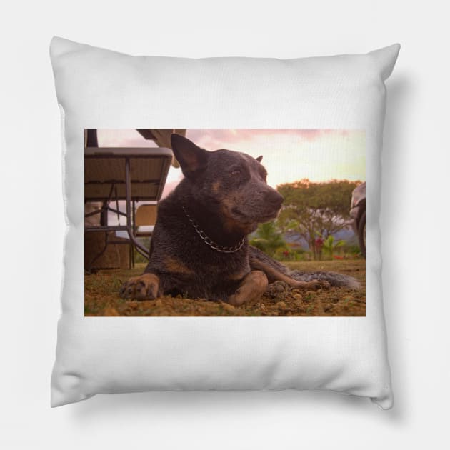 All Acd Pillow by pcfyi