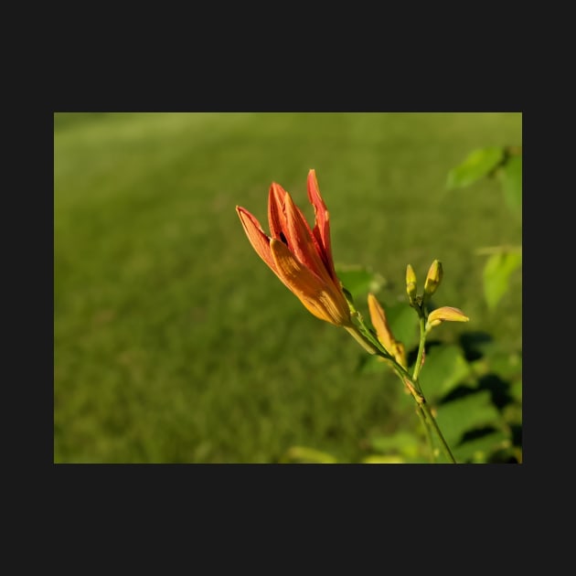 Day Lily Opening by AustaArt