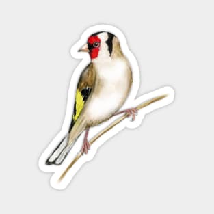 Goldfinch watercolor Magnet