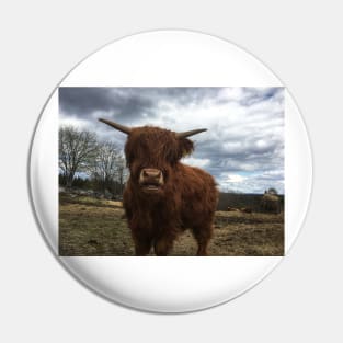 Scottish Highland Cattle Calf 1991 Pin