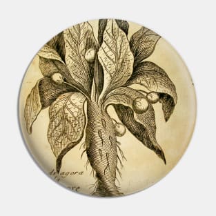 Mandragora Antique Engraving Pin