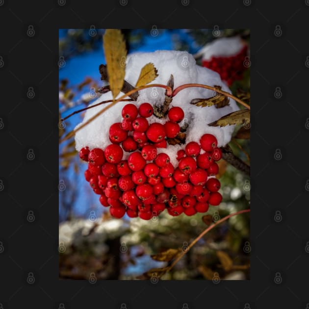 Winter Berries 2 by Robert Alsop