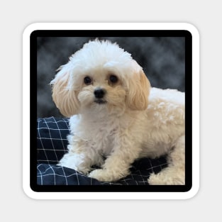 Maltipoo Love. Beautiful little dog with long silky white hair. Magnet