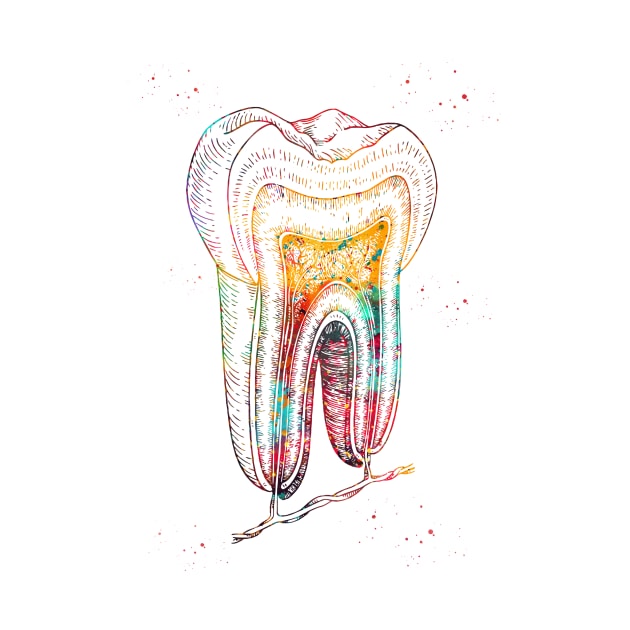 Human tooth structure by erzebeth