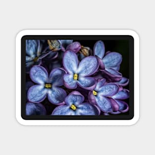 Colorful Group of Flowers Magnet