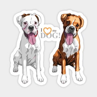 Boxer Magnet