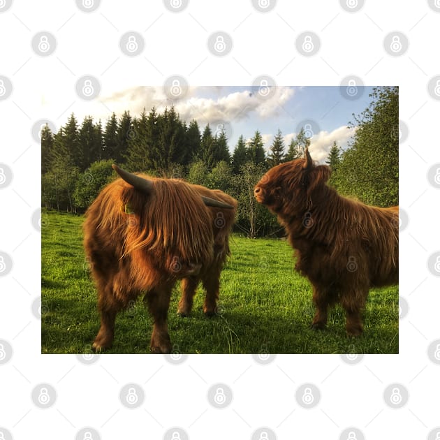 Scottish Highland Cattle Calves 2010 by SaarelaHighland