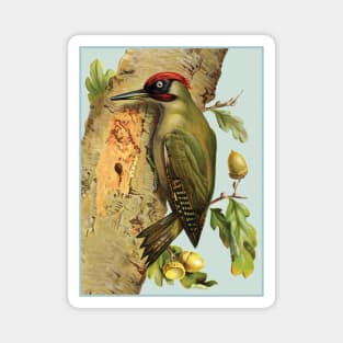 European green woodpecker - Picus viridis. Magnet