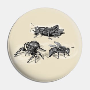 insects illustration, bee, spider and grasshopper Pin