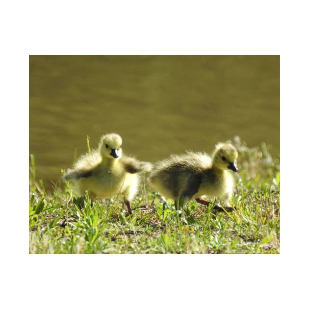 Baby goslings, Canadian Geese, wildlife gifts by sandyo2ly