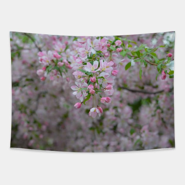 Pink Crab Apple Tapestry by Drgnfly4free