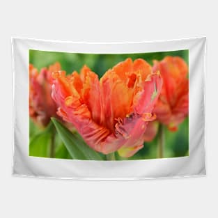 Tulipa  &#39;Monarch Parrot&#39;  Tulip  Parrot Group Tapestry