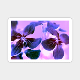 Purple Phlox Flowers Magnet