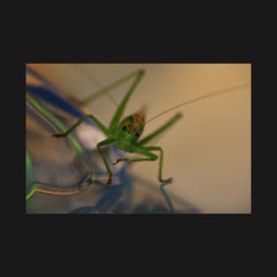 grasshopper, macro front T-Shirt