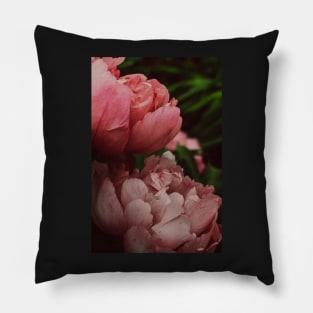 Peony Flower Study 1 Pillow