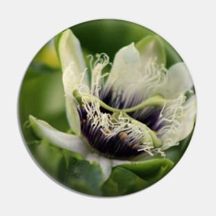 Passion Flower Budding Closeup Pin