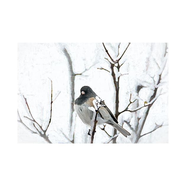 Junco Fluffed Feathers For Warmth by Debra Martz by Debra Martz