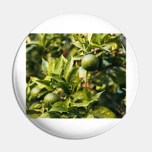 Orange tree Pin