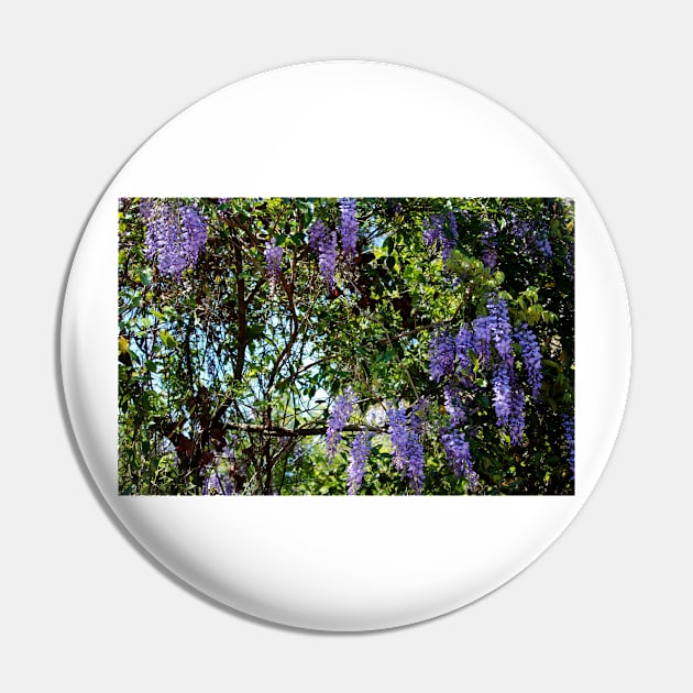 Sunlight On Wisteria Pin by Cynthia48