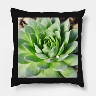 Plant print, Cactus print, Succulent, Scandinavian print, Trendy print, Styled, Pillow, Modern art, Wall art, Print, Minimalistic, Modern Pillow