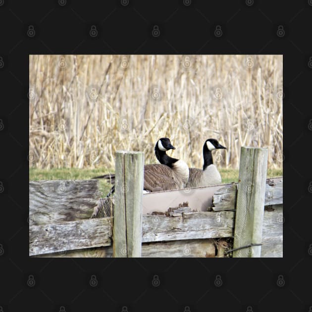 Canada Geese Pair No.5 by MaryLinH