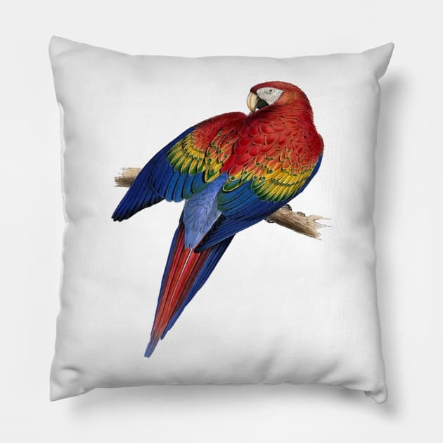 Scarlet Macaw Perched On A Branch Illustration Pillow by taiche