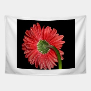 Red Gerbera Daisy Tapestry