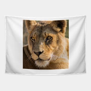 530 lioness Tapestry