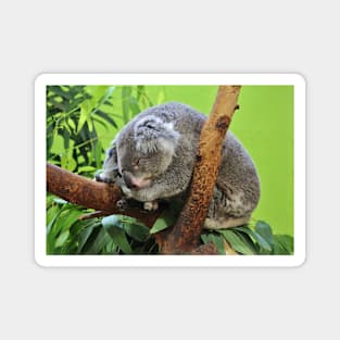 Koala At Rest Magnet