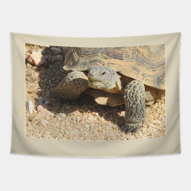 Desert tortoise, wildlife, reptiles, Desert Charmer Tapestry by sandyo2ly