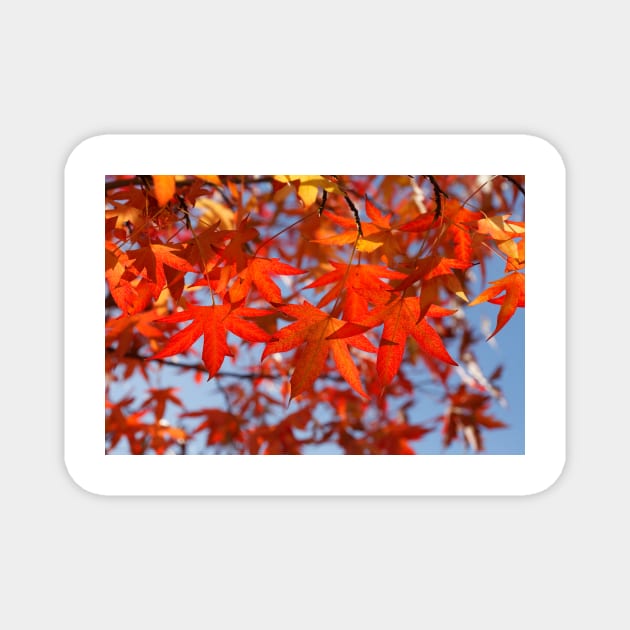 Maple (Acer ), red autumn leaves on a tree, Germany Magnet by Kruegerfoto