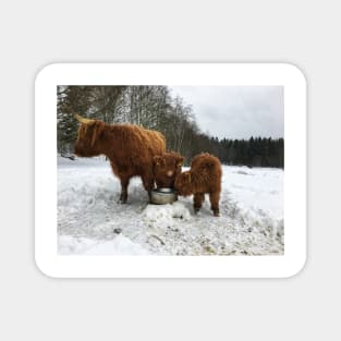 Scottish Highland Cattle Cow and Calves 1622 Magnet