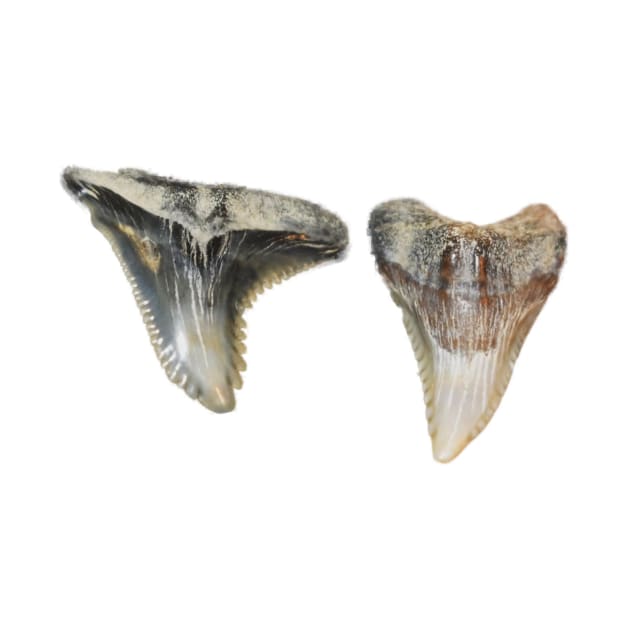 Two Shark Teeth Fossil Print by AtlanticFossils