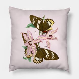 Oriental entomology Pl XV Pillow