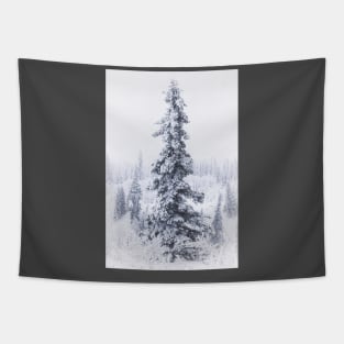 Snow Covered Black Spruce Tapestry
