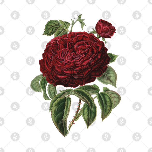 Red Rose Flower Botanical Illustration by Biophilia