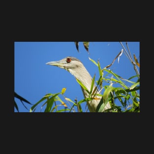 Black-crowned Night-Heron T-Shirt