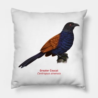 Greater Coucal | Centropus sinensis Pillow