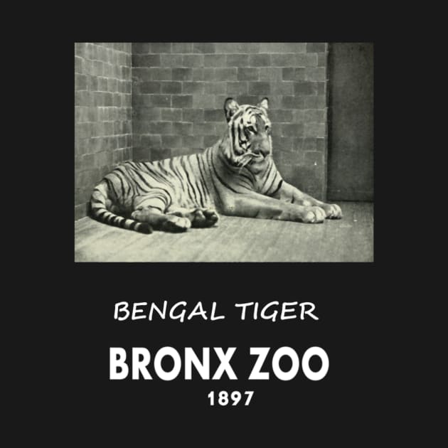 ART OF ZOO - BENGAL TIGERPHOTOGRAPH ~BRONX ZOO -1897 by HandMadingGift