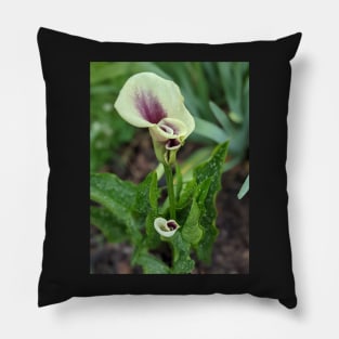 Calla Lilies Photographic Image Pillow